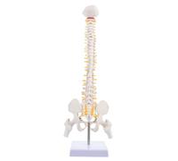 VALICLUD 1Pc Human Spine Model Flexible Vertebral Column Anatomy Model with Spinal and Intervertebral Discs Portable Skeleton for Medical Teaching and Study Aid