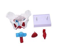 VALICLUD 1pc Pelvic Floor Muscle Model Female Skeletal Structure for Education and Display Material for Nursing Practice and Teaching Anatomy Model