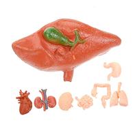 VALICLUD 1set Human Organ Models Realistic Anatomical Tools for Education Medical Demonstration Lightweight Simulation of Brain Heart Lungs Liver Stomach Kidneys for Schools and Clinics 8pcs