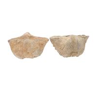 VALICLUD 2pcs Natural Sea Shell Specimens Educational Models for Geology Paleontology Teaching and Classroom Training Tools Display Decor for Science Learning