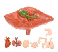 VALICLUD 8pcs Human Organ Anatomical Models Lightweight Simulation Teaching Tools for and Biology Study Compact Stomach Brain Heart Lung Liver Kidney Props for Students