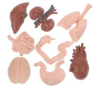 VALICLUD 8Pcs Human Organ Model Realistic Simulation Educational Teaching Prop for Anatomy Learning with Brain Heart Intestines Friendly Biology Display