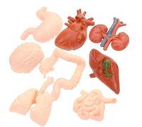 VALICLUD 8Pcs Montessori Teaching Model Set Simulated Human Organ Anatomical Models for Brain Heart Stomach Lung Liver Kidney Educational Classroom Tool