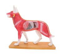 VALICLUD Canine Acupuncture Point Model Dog Anatomy Teaching Tool Veterinary School Professional Acupoint Study Aid with Bright Color Coding for Long Term Use
