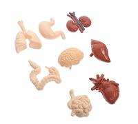 VALICLUD Cognitive Human Organs Model Educational Internal Anatomy Toy for Boys and Girls 3D Human Body Model Detailed Organs for Teaching and Learning