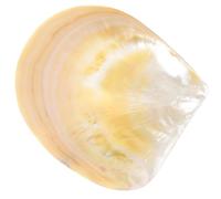 VALICLUD Dessert Plates Food Serving Plate Shell Creative Delicate Style Unique Design Party Special Occasions