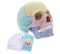 VALICLUD Detachable Human Skull Model Realistic Anatomy Teaching Prop for Medical Study Educational Skull with Removable Parts for Adults Detailed Cranial Skeleton for Learning