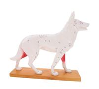 VALICLUD Dog Acupuncture Model Canine Anatomy Teaching Tool for Students and Professionals Detailed Acupuncture Point Display for Veterinary Training and Laboratory Practice