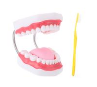 VALICLUD Enlarged Teeth Model with Toothbrush for Educational Brushing Demonstration Kit Safe Oral Care for Motor Skills and Parent Interaction