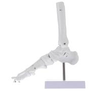 VALICLUD Foot Joint Model for Schools Anatomical Teaching Aid White with Stand Pvc Ankle Joint Model 1:1 Life Size, Hospitals, Teachers and Students