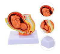VALICLUD Full-term Female Pregnancy Fetus Model with Uterus Display Nine-month Embryo Anatomical Teaching Tool for Medical Students and Pregnancy Development Study