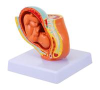 VALICLUD Full-term Fetus Model Female Uterine Embryo Display Teaching Pregnancy Uterus Anatomical Model for Nine-month Fetal Development and Pelvic Education