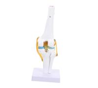 VALICLUD Functional Ligament Medical Teaching Aid Lightweight PVC Anatomical Model for Biology Students and Patient Education