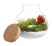 VALICLUD Glass Terrarium Container with Cork Lid 15x16cm for Indoor Gardening and Micro Landscape Display with Moss and Succulent Plants