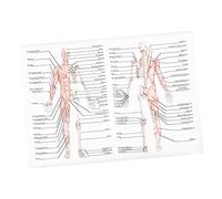 VALICLUD Human Anatomy Poster Skeletal Muscle Science Teaching Chart Educational Dissection Wall Art for Students Beginners Medical Study