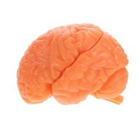 VALICLUD Human Brain Model Anatomical Detachable Skull with Display Base Educational Brain Figure for Classroom Science Study Teaching Medical Demonstration with Removable Hemispheres and