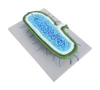 VALICLUD Human Cell Anatomy Model Buildable Cell Structure Simulation with Detailed Organelles for Biology Lessons Educational Tool for Science Classroom and Student Study