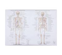 VALICLUD Human Dissection Poster Muscle Skeletal Teaching Picture Anatomy Chart for Classroom School Laboratory Educational Wall Art Silk