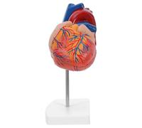 VALICLUD Human Heart Anatomy Model for Medical Students - Life-Size Natural Heart Structure Teaching Model with Detailed Cardiac Features, Science Classroom Display and Medical Study