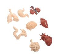 VALICLUD Human Organs Model Educational Anatomy for Students Cognitive Physiology Teaching Aid Safe Material for Middle School Medical Nursing Health Schools