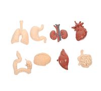 VALICLUD Human Organs Model Realistic Anatomy Teaching Aid DIY Educational Tool for Schools Nursing Labs Home Study