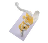 VALICLUD Human Shoulder Joint Model with Ligaments PVC Bone Skeleton Teaching Aid Medical Anatomy for Schools Hospitals and Physical Health Education