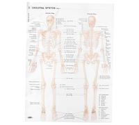 VALICLUD Human Skeleton Anatomy Poster Skeletal Structure Educational Chart Tear Resistant Kraft for Medical Teaching Home Decoration