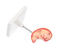 VALICLUD Human Stomach Anatomy Model High Precision Dissection Tool for Medical Research and Teaching Sturdy Design for Comprehensive Learning Anatomy Education