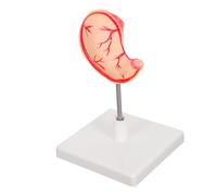 VALICLUD Human Stomach Anatomy Model Realistic Stomach Dissection Tool for and for Science Classrooms and Research Facilities