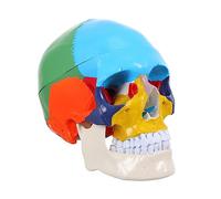 VALICLUD Medical Anatomical Skull Model Detailed Teaching Tool for Art Students Teachers Fake Skull Head for Learning Human Anatomy