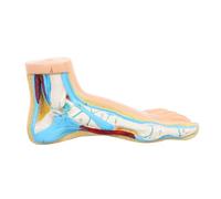 VALICLUD Medical Normal Foot Anatomical Model Normal Flat and Arched Foot Muscle Anatomy Display Skeletal Structure for Educational Teaching