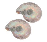 VALICLUD Natural Ammonite Specimen 2pcs Set Educational Ammonite Models for Boys and Girls Decorative Sliced for Learning