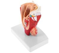 VALICLUD Natural Human Laryngeal Pharynx Anatomy Teaching Tool for Medical Schools Hospitals Educational Training Aid