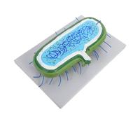 VALICLUD Nucleus Model Interactive Cell Model 3d Tissue Culture Plastic