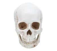 VALICLUD Scale Resin Medical Skeleton with Realistic Anatomy Structure for Education and Research Artistic Anatomical Skull for Medical Students and Teaching