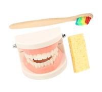 VALICLUD Standard Teeth Model with Wooden Toothbrush for Oral Education Teaching Tool for Brushing Practice Hand Grip Development and Hand-eye Coordination Montessori Early Random Color