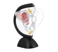VALICLUD Transparent Medical Uterus Model PVC Female Reproductive Organ Teaching Aid for Patient Education and Anatomy Study Human Organ Structure Display for Doctors Nurses Students