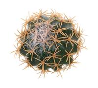 VALICLUD Weather Resistant Cactus Car Antenna Topper Lightweight Car Exterior Ornament Compact Cute Decorative Accessory for Auto Vehicle Roof Dashboard and Indoor Use
