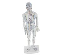 VALICLUD White Male Acupuncture Model with Accurate Meridian Pressure Points Human Body Simulation Teaching Tool for Chinese Medicine Students and Professional Training