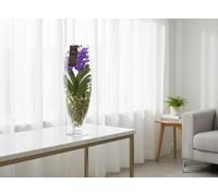 Vanda Blauw Glas Champagne Pot Size 24 Cm Height 70 Blue Orchid Indoor Houseplant