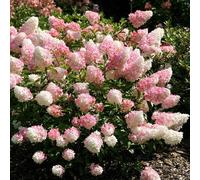 Vanille Fraise Outdoor Shrub Plant Hydrangea Paniculata 2L Pot Plant Theory Green One Size
