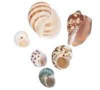 VANZACK 6pcs Natural Seashells for Aquariums Durable Fish Tank Ornaments for Small Crabs Underwater Scenery Decor Promotes Healthy Habitat