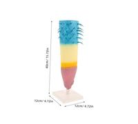 VANZACK Botanical Root Structure Model Corn Plant Root Profile Display Accurate Longitudinal Anatomy Teaching Tool for Biology Students Portable Educational Science Experiment Instrument