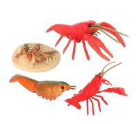 VANZACK Crayfish Life Cycle Educational Model for Boys and Girls Creative Crayfish Growth Toy Set Children Cognitive Toys for Learning About Freshwater Life and Nature