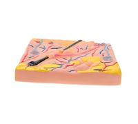 VANZACK Portable Anatomical Skin Model with Detailed Layers for Medical and Biology Teaching Educational Tool for Students and Educators in Science Labs