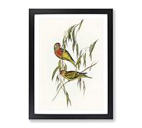 Varied Lorikeet Birds By Elizabeth Gould Vintage Framed Print | A2 Black Framed Wall Art | Ready to Hang | Classic Nature Picture | Living Room Bedroom Lounge Office
