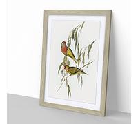Varied Lorikeet Birds By Elizabeth Gould Vintage Framed Wall Art Print, Ready to Hang Picture for Living Room Bedroom Home Office Décor, Oak A2 (64 x 46 cm)