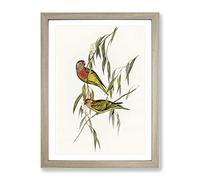 Varied Lorikeet Birds By Elizabeth Gould Vintage Framed Wall Art Print, Ready to Hang Picture for Living Room Bedroom Home Office Décor, Oak A3 (34 x 46 cm)