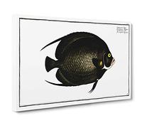 Variegated Angel-fish by M.E. Bloch Canvas Print | Gallery Wrapped 30mm Frame Wall Art | 30x20 inches | Ready to Hang | Contemporary Animals Picture | Living Room Bedroom Lounge Office