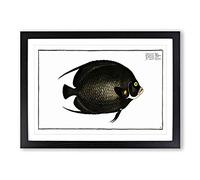 Variegated Angel-Fish by M.E. Bloch Framed Print | A2 Black Framed Wall Art | Ready to Hang | Modern Animal Picture | Living Room Bedroom Lounge Office